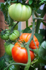 Wall Mural - Beafsteak tomatoes growing on the vine.