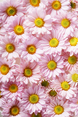 Wall Mural - pink chrysanthemum flowers