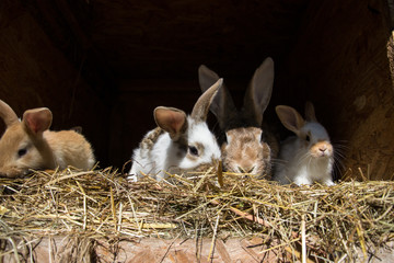 Many young sweet bunnies in a shed. A group of small colorful rabbits family feed on barn yard. Easter symbol