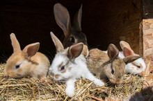 Many Young Sweet Bunnies In A Shed. A Group Of Small Colorful Rabbits Family Feed On Barn Yard. Easter Symbol