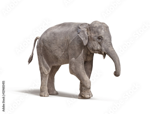Foto-Duschvorhang nach Maß - elephant with out tusk isolated on white background (von F16-ISO100)