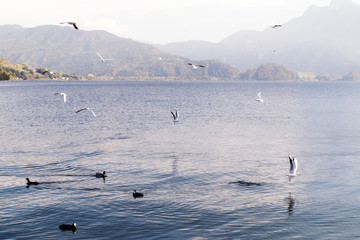 Wall Mural - Seagull