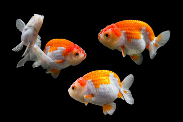 collection of goldfish isolated on black background