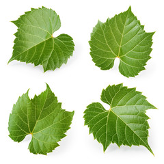 Poster - Grape leaves isolated on white. Collection. Full depth of field.