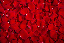 Background Of Red Roses. A Lot Of Rose Petals. Postcards, Wallpaper, Valentine's Day, Anniversaries, Birthday, Wedding. For Design.