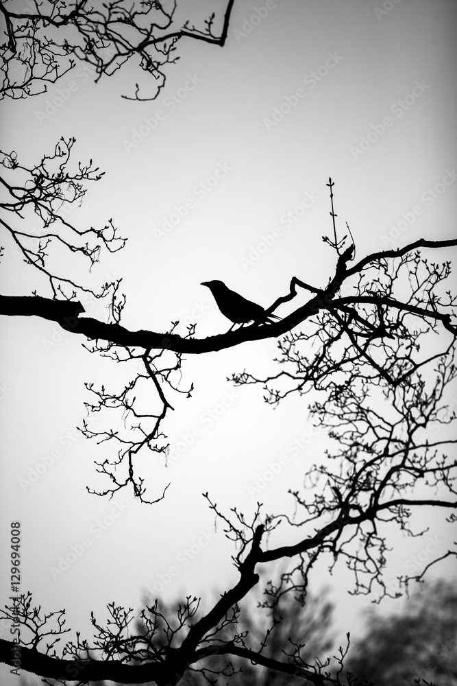 black silhouette of a raven perched on the bare branches of a tree ...