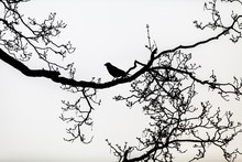 Black Silhouette Of A Raven Perched On The Bare Branches Of A Tree