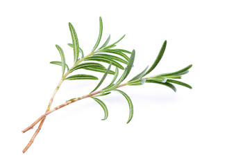 Wall Mural - rosemary isolated on white background