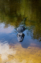 Alligator In Everglades, Florida