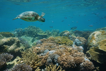 Wall Mural - A green sea turtle underwater on a shallow coral reef with fish, New Caledonia, south Pacific ocean
