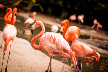 Plakat ptak natura zwierzę flamingo