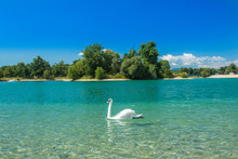      White Swan On Beautiful Jarun Lake In Zagreb, Croatia, Sunny Summer Day, Green Island In Background 