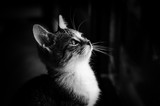 Fototapeta Koty - beautiful cat portrait monochrome