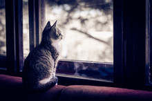 Cat Looking Throught Window