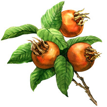 Ripe Common Medlar Fruit, Loquat, Mespilus Germanica, Isolated, Watercolor Illustration