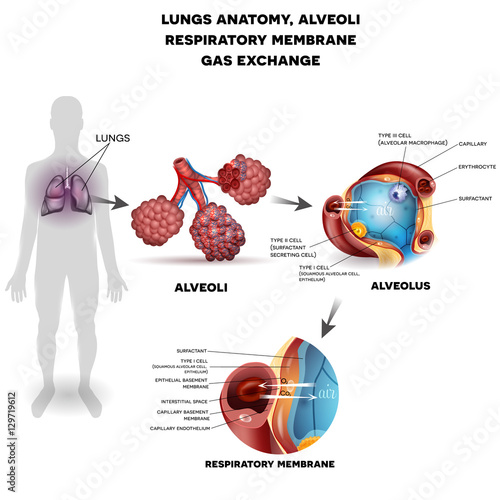 Respiratory system, lungs and alveoli. Respiratory membrane of alveolus