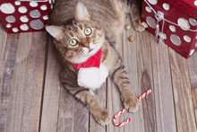 Holiday Tabby Cat