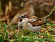 Male adult house sparrow in a garden (common bird)