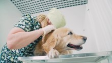 A Veterinarian Cheling The Ears Of Purebred Dogs. An Animal In A Veterinary Clinic. An Experienced Veterinarian Inspects A Large Purebred Dog. Veterinarian Looks Labrador Ears.