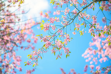  Spring Pink Cherry Blossoms in Blue Sky , sakura flowers