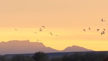 Slow Motion - Snow Geese Flock In Front Of Glowing Mountains