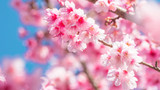 Pink blossoms on the branch with blue sky during spring blooming
Branch with pink sakura blossoms and blue sky background.
Blooming cherry tree branches against a cloudy blue sky