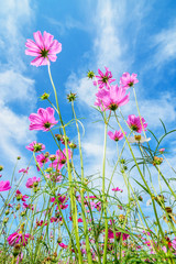 cosmos flower against blue sky, chiang rai, thailand.