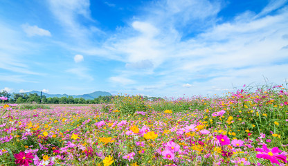cosmos flower against blue sky, chiang rai, thailand.