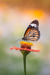 Sticker - Natural Butterflies and Flowers