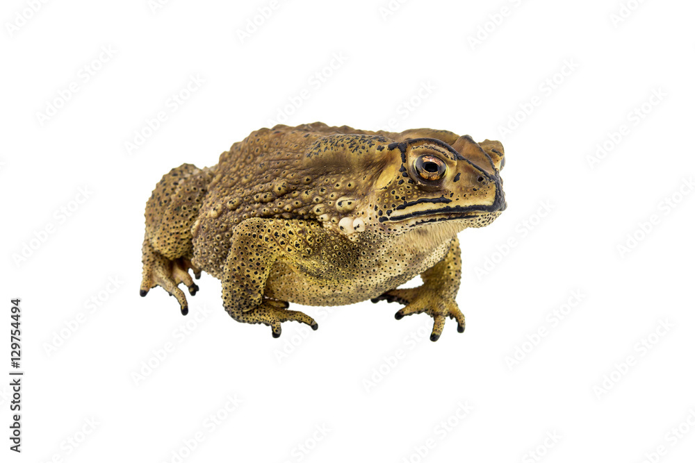 Toad isolated on white background