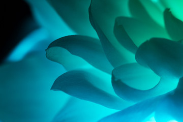 Petals of blue flower macro shot over black background