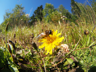 Poster - bee on a flower