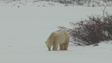 Slow Motion - Polar Bear Walking Across A Snowy Flat