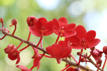 Wall Mural - bunch of red vanda orchid flower with green garden bokeh backgro
