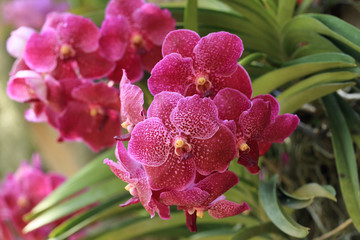 Wall Mural - Bunch of red vanda orchid flower in natural garden.
