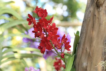 Wall Mural - bunch of red ascocentrum vanda orchid flower in natural garden.