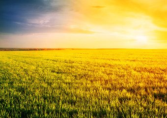 Wall Mural - field with grass at sunset