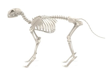 Wall Mural - realistic 3d render of cat skeleton