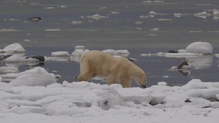 Wall Mural - Polar bear on arctic coast looks out to sea then walks off