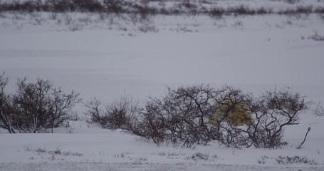 Wall Mural - Large polar bear wades through deep snow drifts in willows
