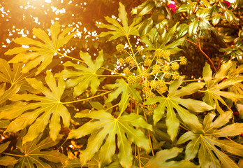 Wall Mural - Exotic plant in the Park in the setting sun