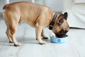 Wall Mural - Cute dog eating food