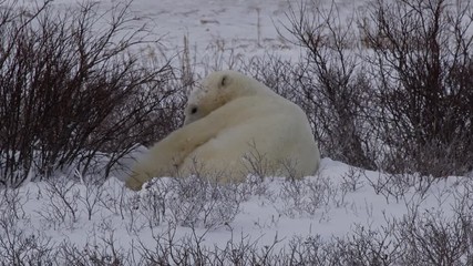 Wall Mural - Polar bear gets comfy in snow bed in willows on breezy day