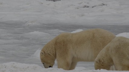 Wall Mural - Slow motion - two polar bears lick ice and snow to cool down