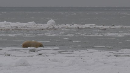 Wall Mural - Polar bear begins wading out into icy sea on cloudy day