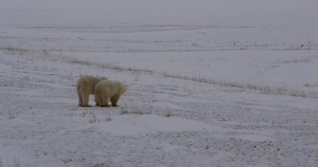 Wall Mural - Polar bear rests chin on older cub on snowy esker
