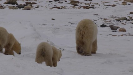 Wall Mural - Sow polar bear and cubs walking away over snowy rocks