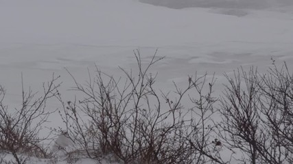 Wall Mural - Cute ptarmigan forage in blizzard next to frozen pond