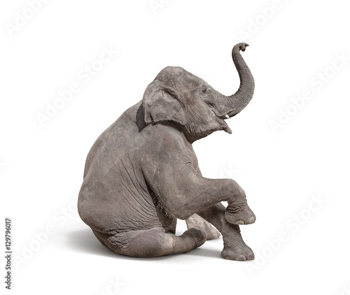 Fotografía young baby elephant sit down to show isolated on white backgroun