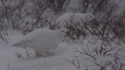 Wall Mural - Ptarmigan forage for food in willows and blizzard winds